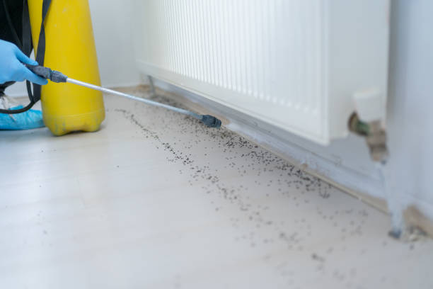 Best Local Pest Control Services  in Manitou Beach Devils Lake, MI